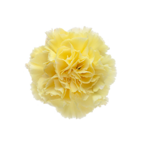 CARNATION, FANCY - YELLOW