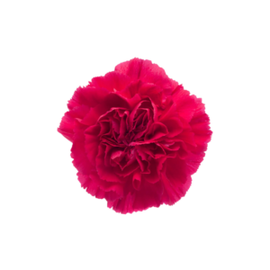 CARNATION, FANCY - DARK PINK