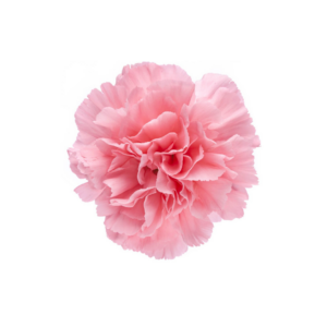 CARNATION, FANCY - PINK