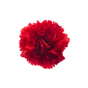 CARNATION, FANCY - RED