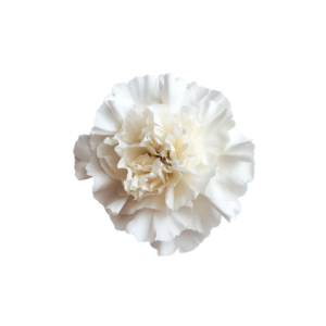 CARNATION, FANCY - WHITE