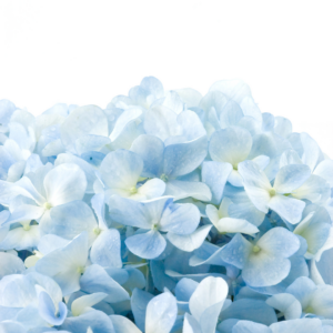 HYDRANGEA, IMPORT LIGHT BLUE (5 ST)