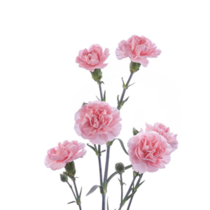 CARNATION, MINI - PINK