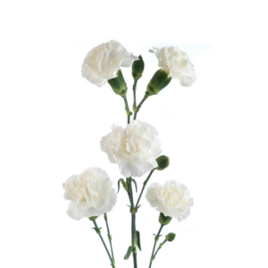 CARNATION, MINI - WHITE