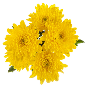 POM PON, CUSHION - YELLOW