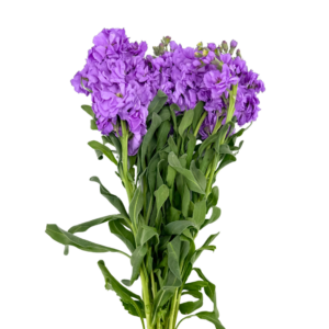 STOCK, LAVENDER