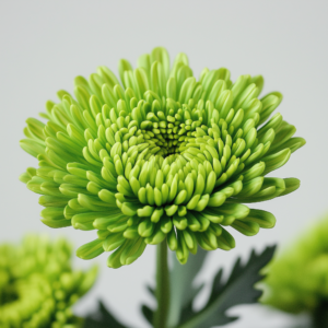 POM PON, BUTTON - GREEN