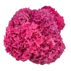 HYDRANGEA, IMPORT PINK