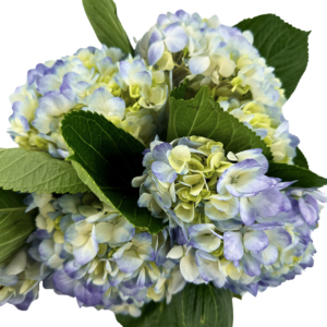 HYDRANGEA, IMPORT DARK BLUE
