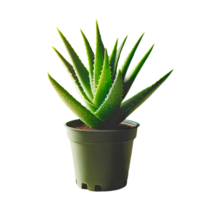 2" ALOE VERA
