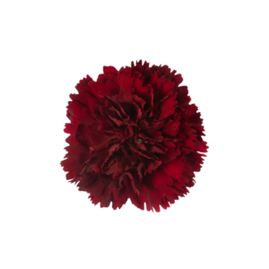 CARNATION, FANCY - BURGUNDY