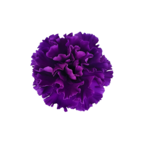 CARNATION, FLORIGENE "MOONSHADE"