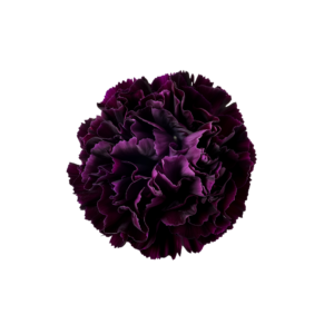 CARNATION, FLORIGENE "MOONVISTA"