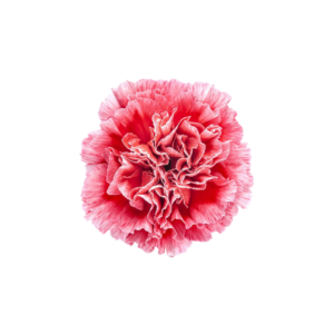 CARNATION, FANCY - NOVELTY