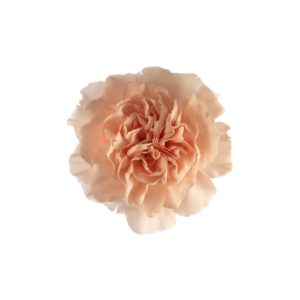 CARNATION, FANCY - PEACH