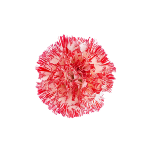 CARNATION, FANCY - PEPPERMINT
