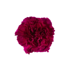 CARNATION, FANCY - PURPLE