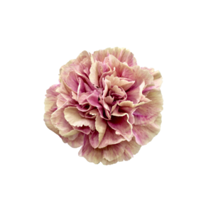 CARNATION, VINTAGE - ANTIGUA