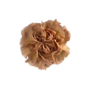 CARNATION, VINTAGE - CARAMEL