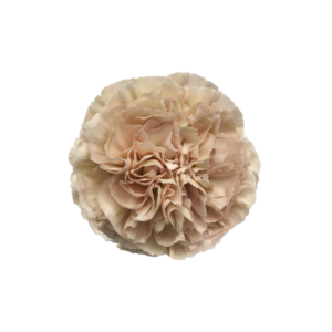 CARNATION, VINTAGE "LEGE MARRONE"