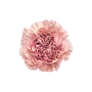 CARNATION, VINTAGE "LEGE PINK"