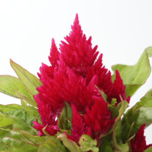 2" CELOSIA