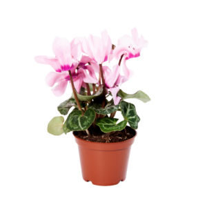 2" CYCLAMEN