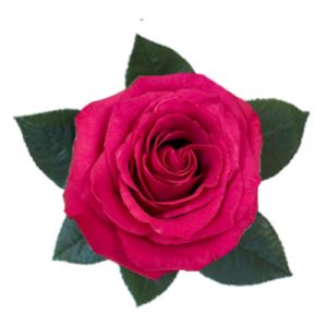ROSE, 60CM DARK PINK, HOT KISS