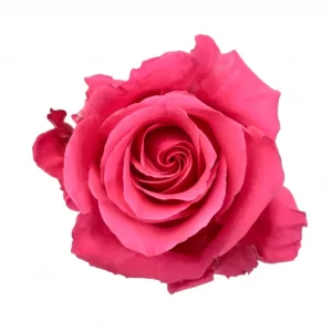 ROSE, 60CM DARK PINK, HOT SHOT