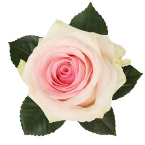 ROSE, 60CM NOVELTY, BLUSH