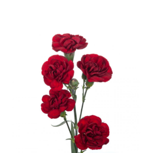 CARNATION, MINI - BURGUNDY