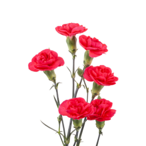 CARNATION, MINI - DARK PINK