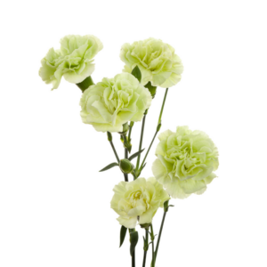 CARNATION, MINI - GREEN