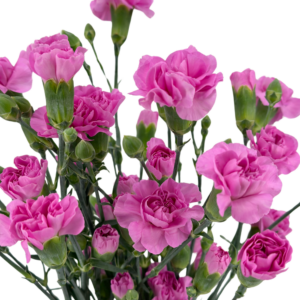 CARNATION, MINI - LAVENDER