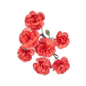 CARNATION, MINI - ORANGE