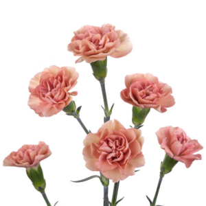 CARNATION, MINI - PEACH