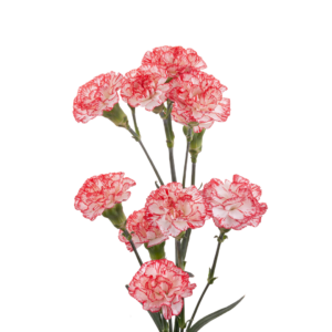CARNATION, MINI - PEPPERMINT