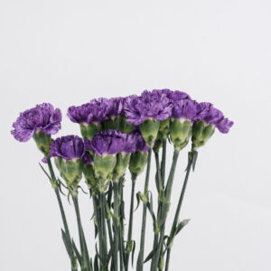 CARNATION, MINI - PURPLE