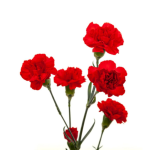 CARNATION, MINI - RED