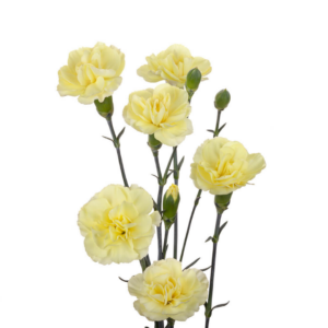 CARNATION, MINI - YELLOW