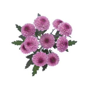 POM PON, BUTTON - LAVENDER