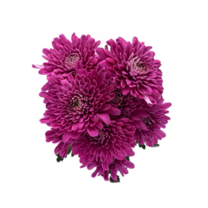 POM PON, CUSHION - PURPLE