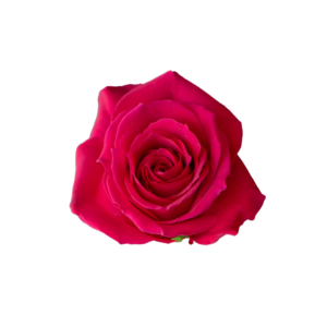 ROSE, 50CM DARK PINK, PINK FLOYD