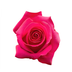 ROSE, 50CM DARK PINK, GOTCHA