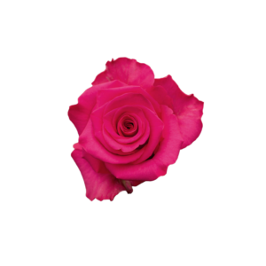 ROSE, 50CM DARK PINK, V.I. PINK