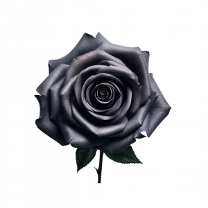 ROSE, 60CM TINTED, BLACK