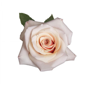 ROSE, 50CM PINK, MOTHER OF PEARL