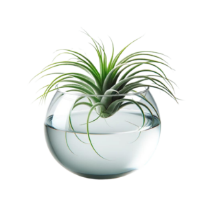 2" TILLANDSIA CURLY SLIM GLASS