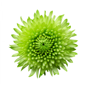 POM PON, SPIDER - GREEN