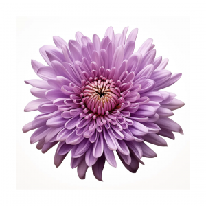 POM PON, SPIDER - LAVENDER